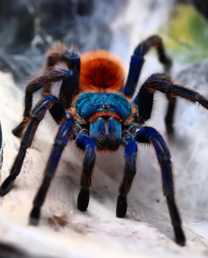 经典捕鸟蛛大赏#1 图源:instagram 	 图1.