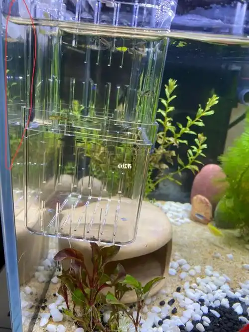 今天是被繁殖盒卡死的第二条斑马鱼…前段时间自制了一个孔雀鱼繁殖盒