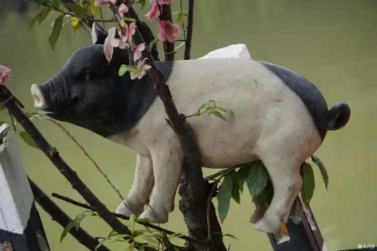 热搜冲顶旅游中看见了母猪爬上树