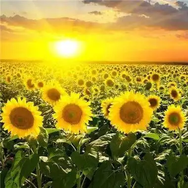 梦幻西游怎么玩 - 梦幻西游攻略秘籍,新手零基础玩法