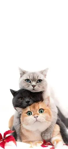 iphone壁纸苹果安卓全面屏壁纸