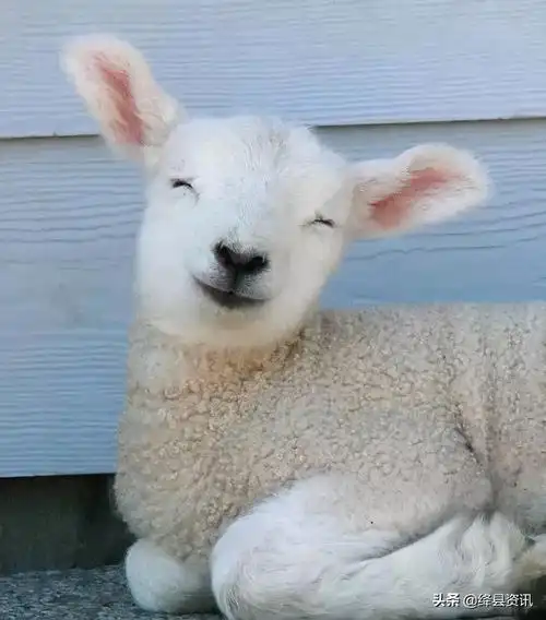 微笑是世界上最美的语言微笑是最美的语言短句