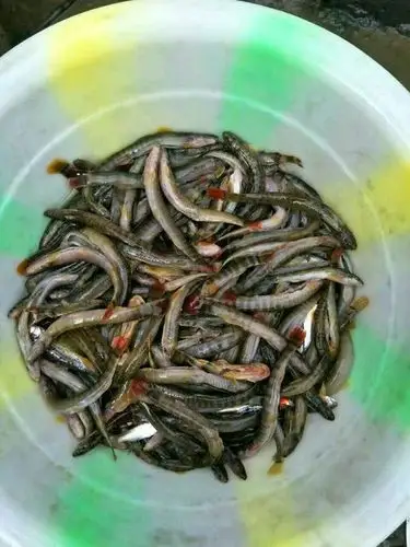 钢鳅鱼,红尾巴鱼