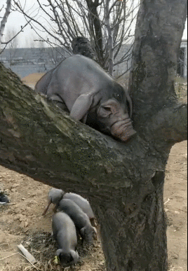 母猪已经会上树,男人的话可以相信,你们觉得对吗?