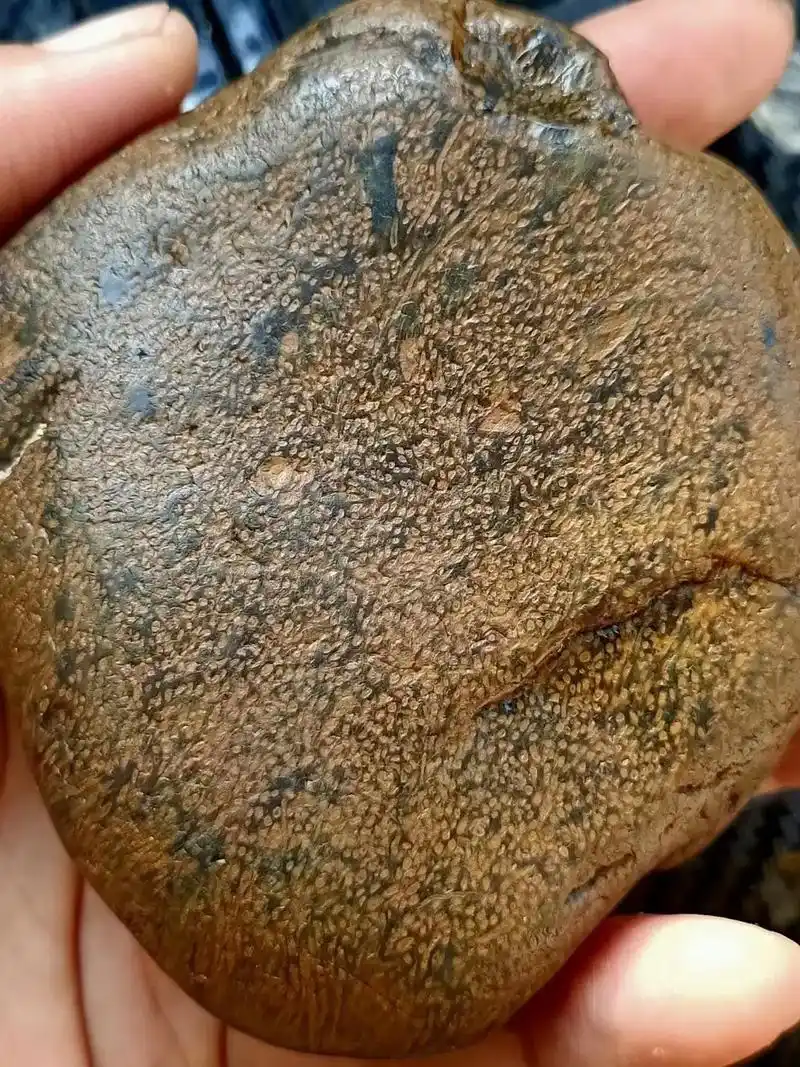 终于,在行内名不见经传的桫椤玉(草花玉),在明面上也很难捡到 - 抖音