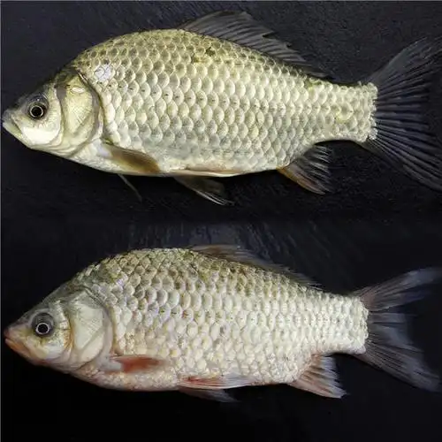 千岛湖野生鲫鱼鲜活鲫鱼土鲫鱼活鱼新鲜炖汤产妇月子汤下奶汤500g