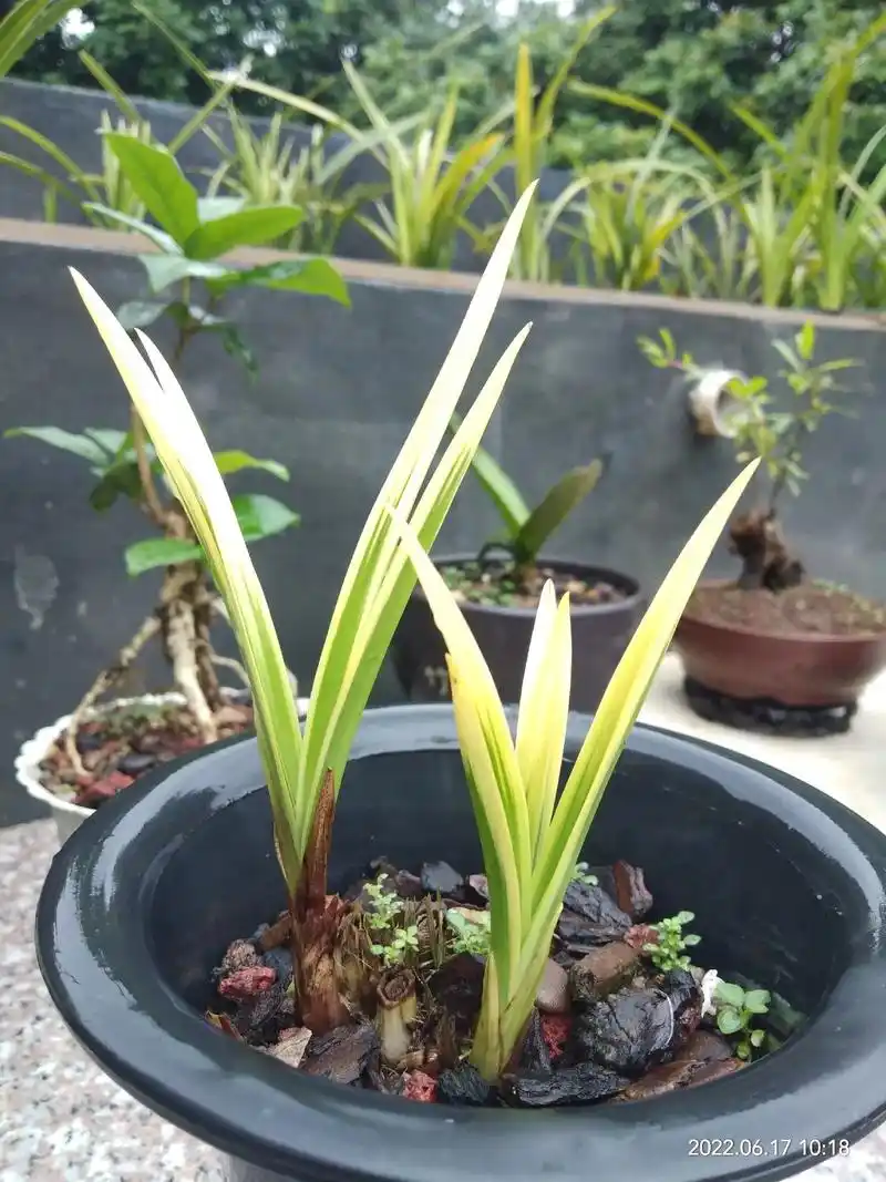 金边叶艺五彩色花,《兰花》建兰品种. - 抖音