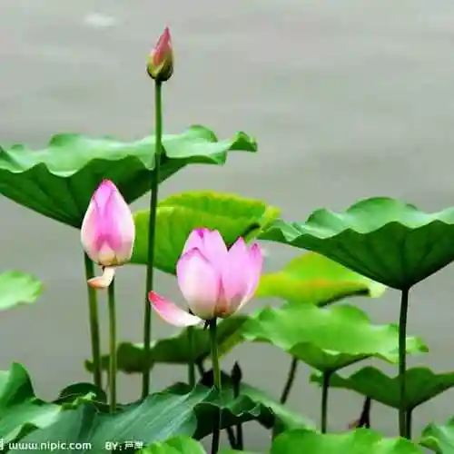 荷花艳丽51头像