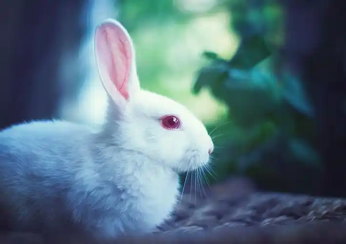 18张超级可爱的兔子摄影照片