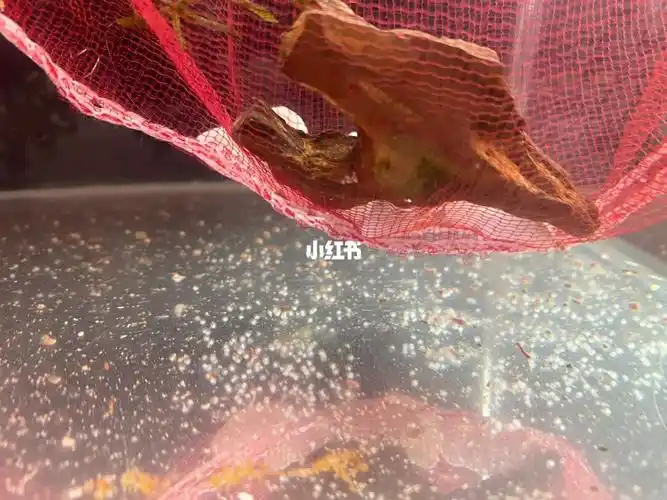 自制斑马鱼繁殖网