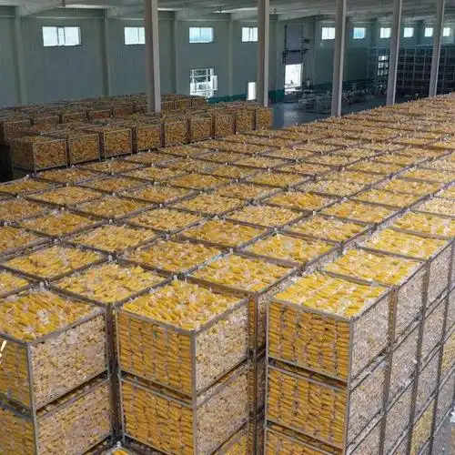 速抢多重福利限48h多赠一穗早安大苞米软糯香甜嫩浓浓玉米味非转基因0