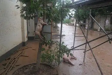 男人靠得住母猪会上树下野是怎么解