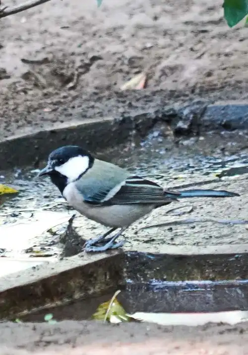 百度识鸟长知识