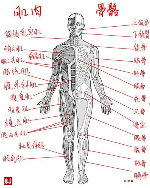 人体骨骼与肌肉结构以头长为测量单位,成人身高一般在7-8头身左右, 美