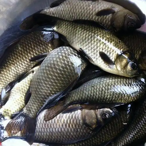 野生鲫鱼 土鲫鱼 新鲜***鲜活现杀