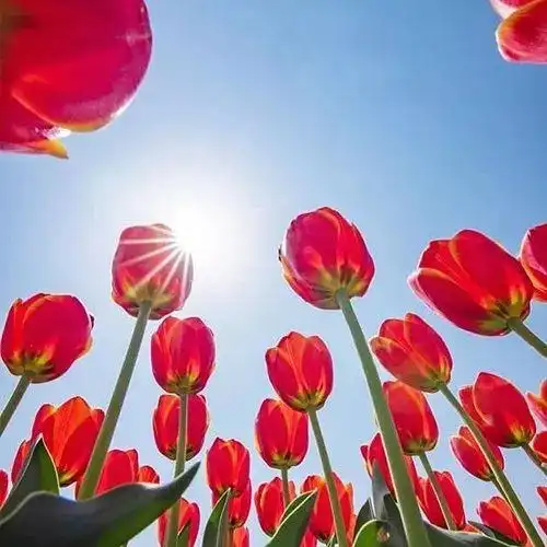 漂亮花朵头像图片