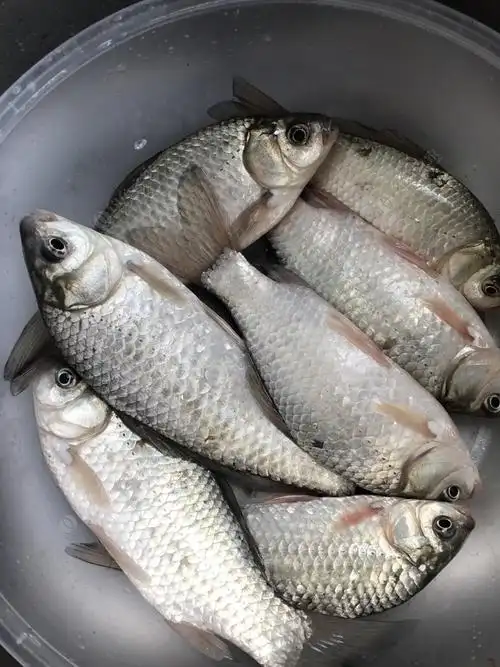 两天搞了10斤多野生鲫鱼