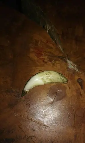 本人买了一颗狼牙,说是西藏狼,也不知道是真是假,求大神们鉴定一下