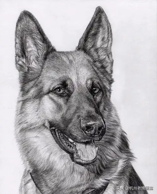 素描版的《动物世界》