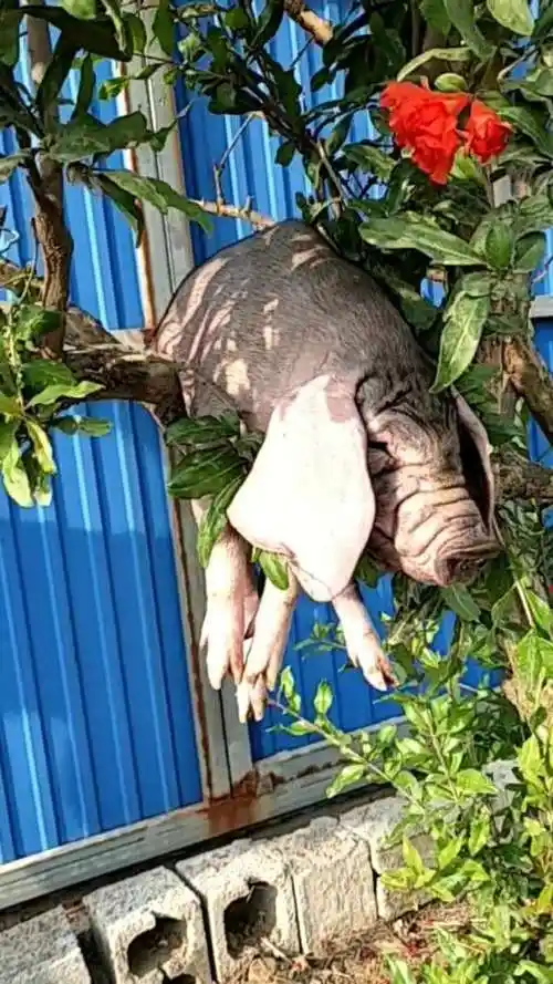 这家伙  母猪上树了,男人肯定靠的住