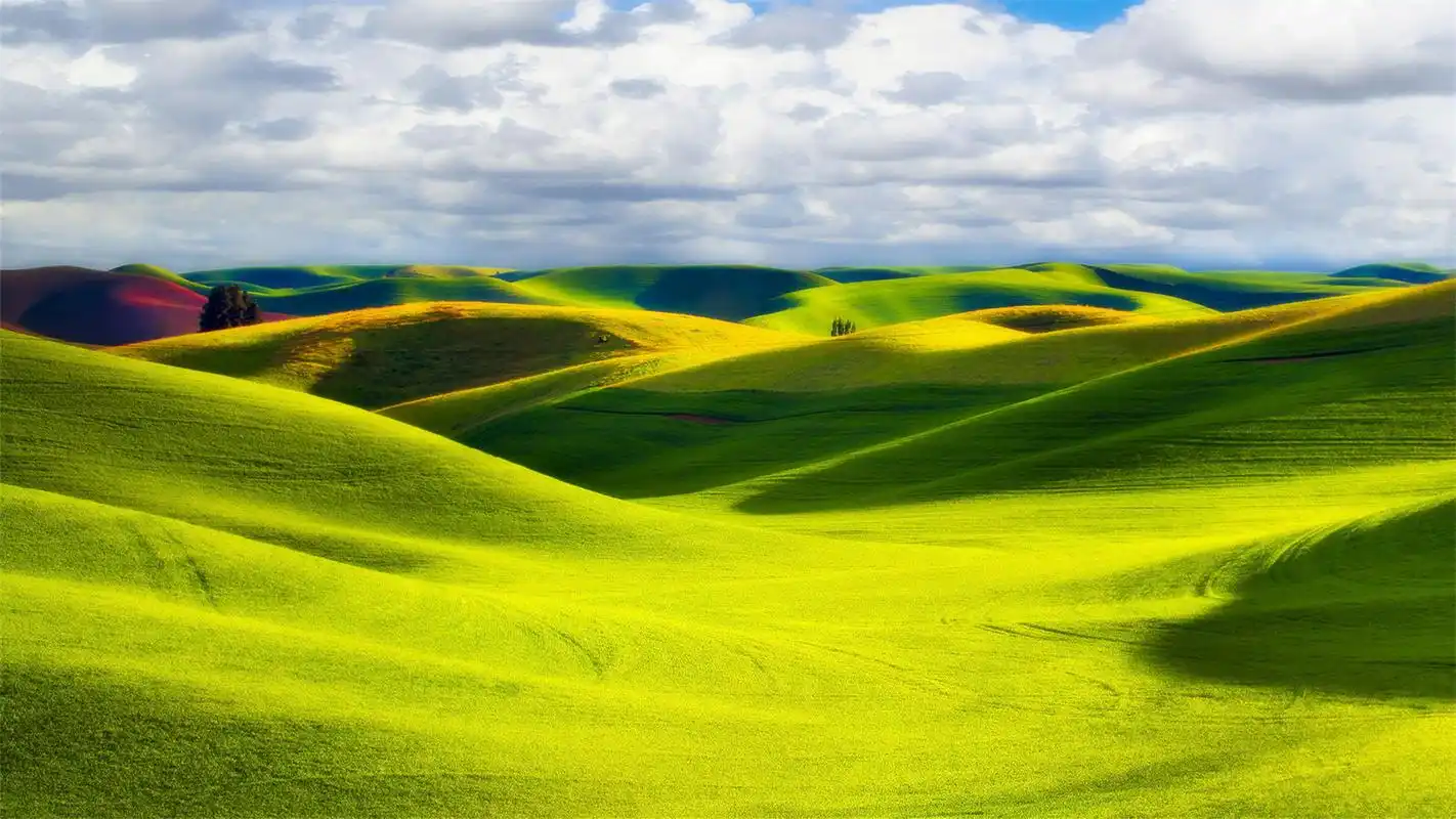 风景壁纸,绿色,护眼,高清,草原,自然风光,壁纸,1920x1080